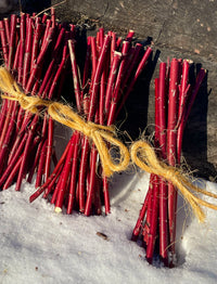 Red Osier Planting Stakes