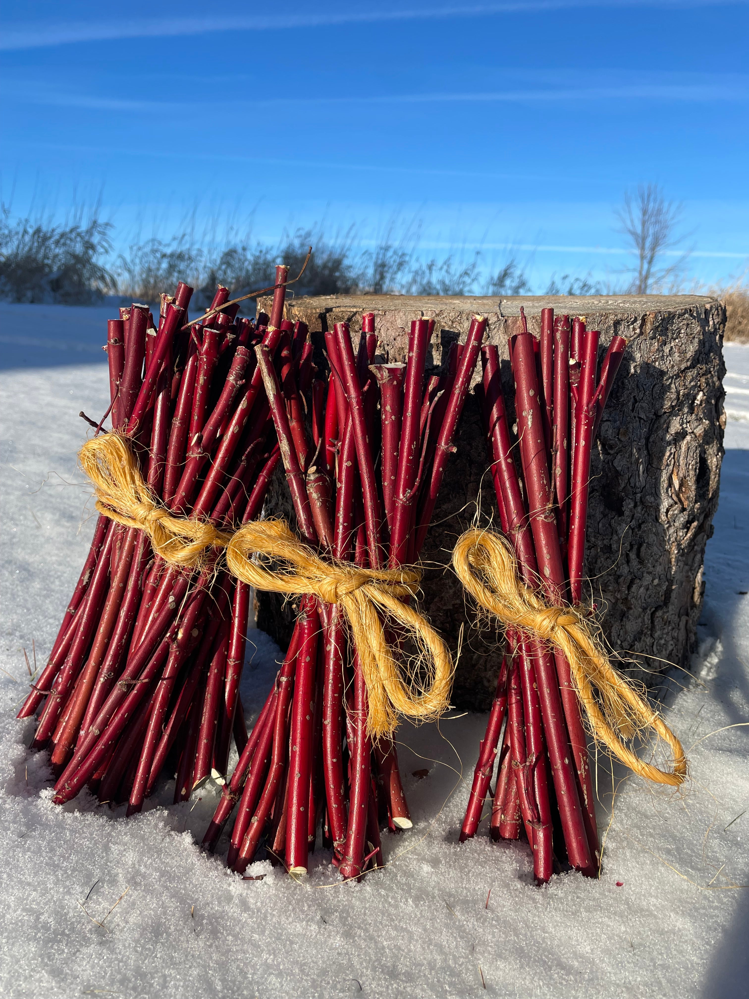 Red Osier Planting Stakes
