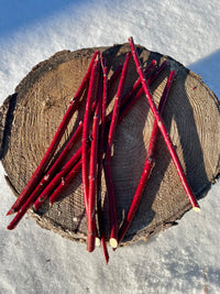Red Osier Planting Stakes