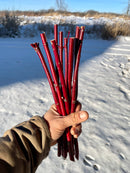 Red Osier Planting Stakes
